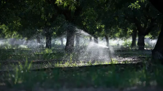 Irrigation running through a Central Valley orchard